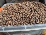 peve - avec san la peau 1kg