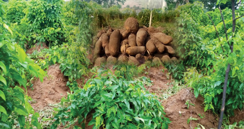 Yam